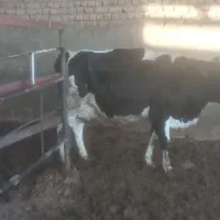 تعدادی گاو شیری جوان|حیوانات مزرعه|قم, قلعه صدری|دیوار