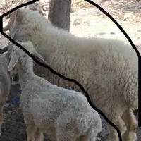 بره نر