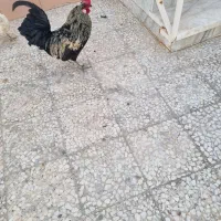 مرغ وخروس محلی