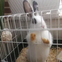 خرگوش سفید دست آمیز