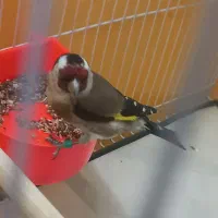 سهره نر عطیفه رخ اروپایط|پرنده|مشهد, طلاب|دیوار