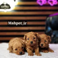 Poodle toy \\ تاینی توی پودل اصل\\ سگ پودل فرفری