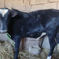 گاونر یکسال