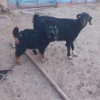 بز وبزغاله