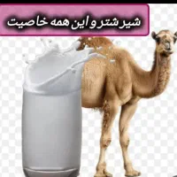 فروش شیر تازه شتر