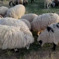 بره زنده تقویت شده با علف طبیعت