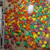 دورگ گلپایگان کاکلی جوجه