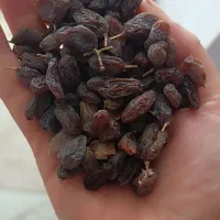 کشمش آفتابی بوانات ۲۳۰|خوردنی و آشامیدنی|شیراز, مسکن مهر شیراز|دیوار