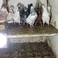 کبوتر تهرانی المان دوبالی کله دم سرخ معاوضه لاری