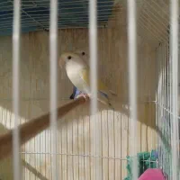 جفت طوطی برزیلی وایت فیس|پرنده|نمین, |دیوار