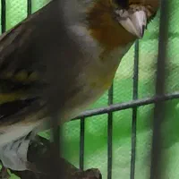 سهره قناری دهن لر خرم آباد شمرده خوان ، چهارفصل