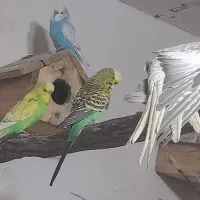 عروس هلندی و مرغ عشق|پرنده|پیرانشهر, |دیوار