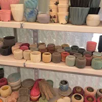 گلدان کاکتوس کوچک|گل و گیاه طبیعی|اهواز, کوی باهنر|دیوار