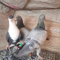 کفتر|پرنده|سده (خراسان جنوبی), |دیوار