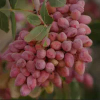 به جای چند تا کود یه کود همه کاره بده