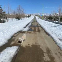 زمین ویلایی شهرک توریستی تفریحی شیدا چادگان|فروش زمین و ملک کلنگی|چادگان, |دیوار