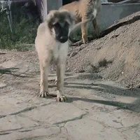 توله سگ نگهبان پوزه مشکی