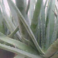 فروش ویژه گلدان های طبیعی آلوئه ورا|گل و گیاه طبیعی|لاهیجان, گلستان|دیوار