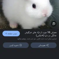 خرگوش|موش و خرگوش|سنندج, |دیوار