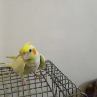 عروس هلندی|پرنده|اسلام‌شهر, شهرک محمدیه|دیوار