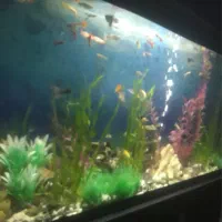 اکواریوم با پایه و کمد ام دی اف|ماهی|مشهد, ادیب نیشابوری (شهرک غرب)|دیوار