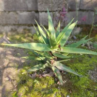 تعدادی گل به فروش میرسد|گل و گیاه طبیعی|کیاشهر, |دیوار