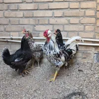 مرغ خروس محلی