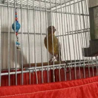 سره قناری دهن لر بیا زنگی سرخ دستی دستی