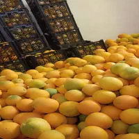 فروش پرتقال تامسون کوهستان
