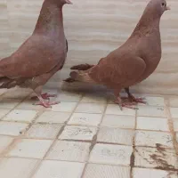 سرخ کرمونی و ساده سیاه|پرنده|سبزوار, باهنر|دیوار