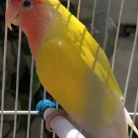 طوطی برزیلی عروس هلندی