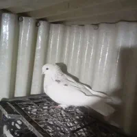 کبوتر|پرنده|شهریار, اسد‌آباد|دیوار