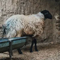 فروش ویژه شگفت انگیز قوچ هترو نر همووبره|حیوانات مزرعه|بجنورد, |دیوار