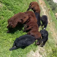 بره نر برای قربانی و نگه داری سالم