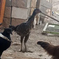 مرغ لاری|حیوانات مزرعه|شبانکاره, |دیوار