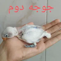 ۴جوجه سرلاکی و یک جفت طوطی برزیلی خوش رنگ|پرنده|نسیم‌شهر, |دیوار