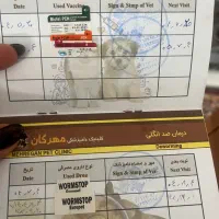 گربه اسکاتیش و پرشین|گربه|کرمان, |دیوار