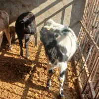 گوساله ماده