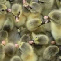 فروش جوجه غاز و قوغاز یکروزه|حیوانات مزرعه|کرج, اخترآباد|دیوار