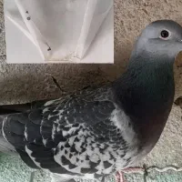 پلاکی کبوتر گم شده.مژدگانی