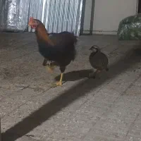 خروس محلی|حیوانات مزرعه|پاکدشت, پاکدشت (مامازند)|دیوار