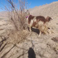 بره قوچ  شیشک افشار