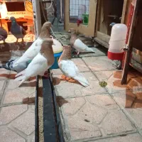دو جفت باشی ساری نرو ماده|پرنده|اردبیل, |دیوار
