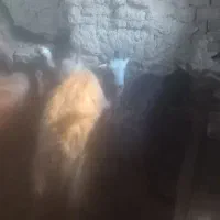 بز بزغاله دار