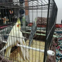 3عدد عروس هلندی