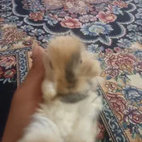بچه خرگوش لوپ خاست