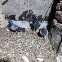 کفتر پرشی