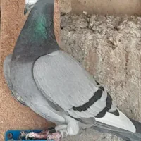 کبوتر گنجه بر