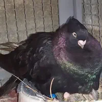جوجه صرب سیاه