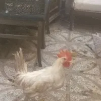 فروش یک عدد خروس سفید سالم و سرحال و آواز خواندن